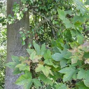 Sycamore (Acer pseudoplatanus)  Img 3